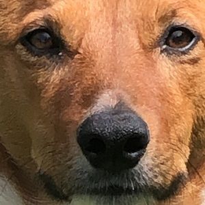 Meet your Posher, Max